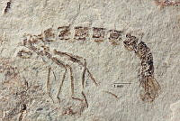 $field.value